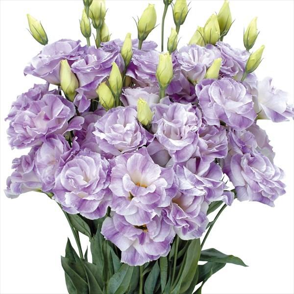 トルコキキョウ 種 F1ボレロブルーフラッシュ 1袋 25粒 トルコキキョウの種 トルコキキョウの花 ユーストマ 花たね 花の種 種子 タネ 国華園 22n P7 0044 花と緑 国華園 通販 Yahoo ショッピング