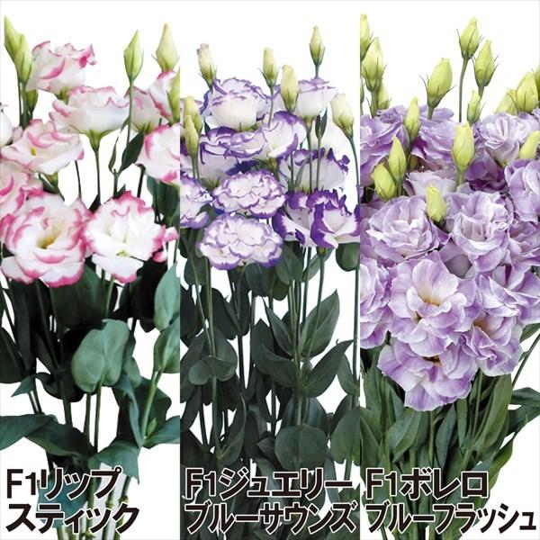 トルコキキョウ 種 おすすめセット 3種3袋 トルコキキョウの種 トルコキキョウの花 ユーストマ 花たね 花の種 種子 タネ 国華園 22n P7 0045 花と緑 国華園 通販 Yahoo ショッピング