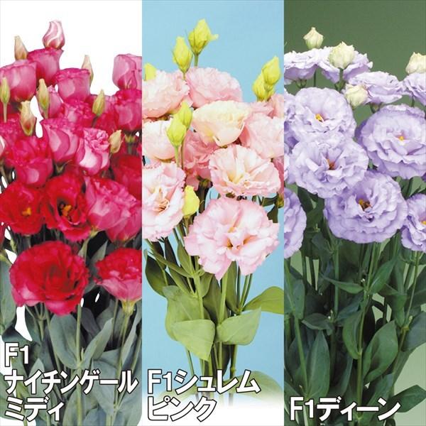 トルコキキョウ 種 豪華セット 3種3袋 トルコキキョウの種 トルコキキョウの花 ユーストマ 花たね 花の種 種子 タネ 国華園 22n P7 0047 花と緑 国華園 通販 Yahoo ショッピング