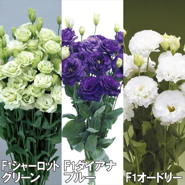 トルコキキョウ 種 エレガントセット 3種3袋 トルコキキョウの種 トルコキキョウの花 ユーストマ 花たね 花の種 種子 タネ 国華園 22n P7 0049 花と緑 国華園 通販 Yahoo ショッピング