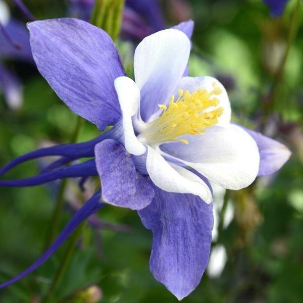 オダマキ 花 種の人気商品 通販 価格比較 価格 Com