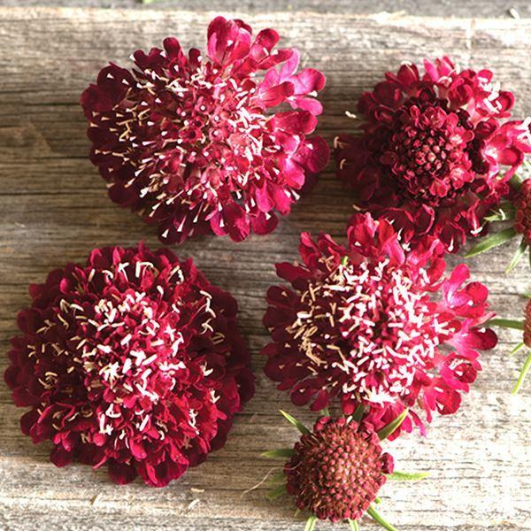 スカビオサ 種 ファイヤーキング 1袋 30粒 スカビオサの種 スカビオサの花 マツムシソウ 松虫草 ファイアーキング 花たね 花の種 種子 タネ 国華園 22n P7 0062 花と緑 国華園 通販 Yahoo ショッピング