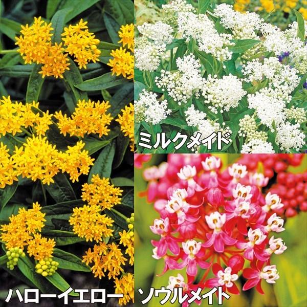 花と緑 国華園アスクレピアス 種 唐綿 アスクレピアスの花 花たね 国華園 ハローイエロー アスクレピアスの種 トウワタ 種子 粒 花の種 1袋 多年草 タネ