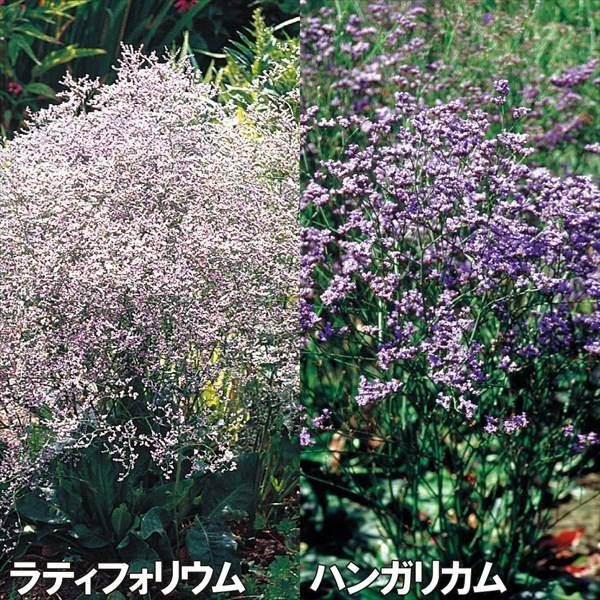 リモニウム 種 宿根リモニウムセット 2種2袋 リモニウムの種 リモニウムの花 スターチス 花たね 花の種 種子 タネ 国華園 22n P7 0068 花と緑 国華園 通販 Yahoo ショッピング