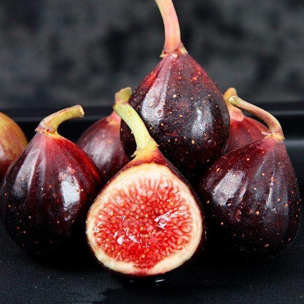 無農薬 無花果 ✳︎ イチジク ✳︎ ロンドボーデックス 大苗 無農薬 trtfc8 kokkaen_2022n-p8-0013