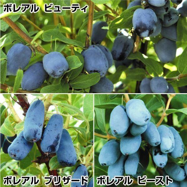 ハスカップ 苗木 苗 ボレアルセット 3種3株 ハスカップの木 果樹苗 国華園 22n P8 0040 花と緑 国華園 通販 Yahoo ショッピング