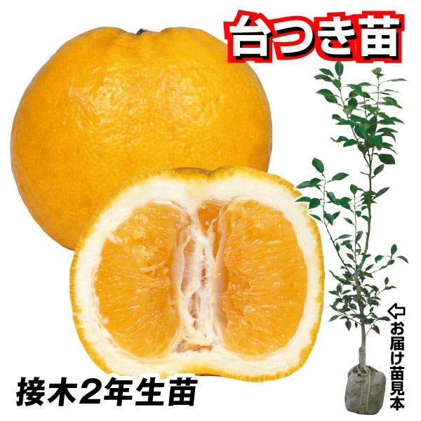 植木 盆栽 ゆずの人気商品・通販・価格比較 - 価格.com 植木 盆栽 ゆずの人気商品・通販・価格比較 - 価格.com