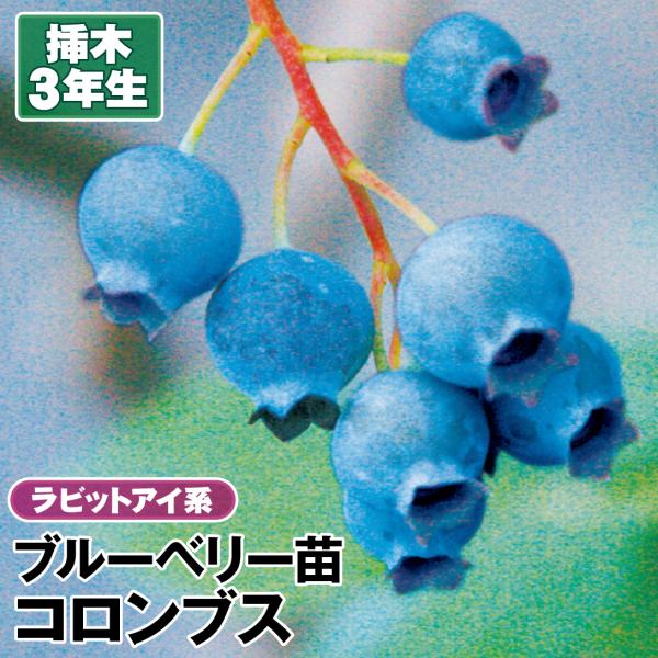 ラビットアイ系ブルーベリー コロンブス 挿木3年生苗 1株 果樹苗
