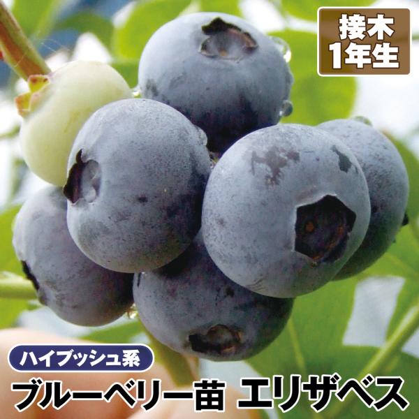 ブルーベリー 苗木 苗 エリザベス 接木1年生苗 1株 ハイブッシュ系 ブルーベリーの木 果樹苗 国華園 22n P9 0012 花と緑 国華園 通販 Yahoo ショッピング