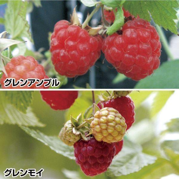 木 イチゴ 苗 植木 盆栽の人気商品 通販 価格比較 価格 Com