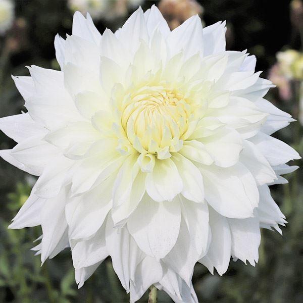 ●学名・英名：Dahlia●商品情報：気品溢れる白花大輪ダリア。大輪:花径24cm前後。秋田国際ダリア園の高品質な球根でお届けします。「ホーリードレス」は秋田国際ダリア園の園長鷲澤氏(国内に流通している品種の約7割もの生みの親)が作出。ダリ...