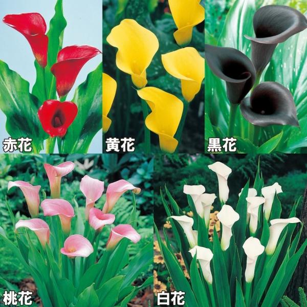 セット内容：赤花 2球・白花 2球・黄花 2球・桃花 2球・黒花 2球●学名・英名：Zantedeschia●商品情報：すらりとした花形で、切花でも人気が高いカラー。定番5色をセットにしました。サトイモ科。主に南アフリカが原産。●お届け状態...
