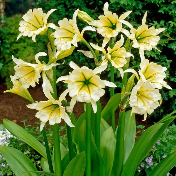 ●学名・英名：Hymenocallis Suphur Queen●商品情報：細く長く空中に純白の曲線を描き出す奇跡のように美しい花姿。淡い黄花。甘い香りがあり、漂う香りに酔いしれるほど。ヒメノカリスはそのユニークな花姿から「細蟹百合」や「ス...