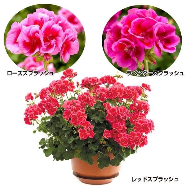 安いゼラニウム カリオペの通販商品を比較 ショッピング情報のオークファン