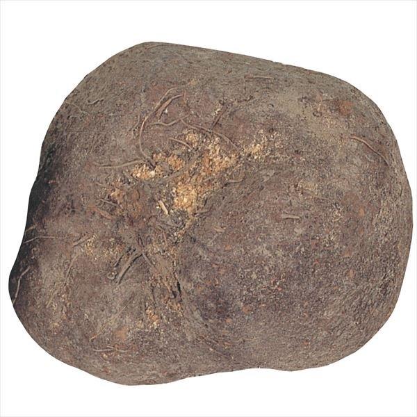 抜群の粘り強さ●商品情報：石川県の最高級つくねいも。丸型いもの中で最大級の大きさ(平均600g)!味、香り、粘り強さのどれをとっても一級品です。●お届け状態：種イモ●草丈：つる性●収穫期：11〜12月●日照：日向●栽培適地：畑