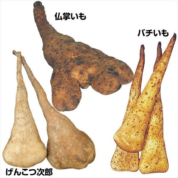 ●セット内容：バチいも ５個仏掌いも ５個げんこつ次郎 ５個●商品情報：個性豊かな濃厚山イモセット●お届け状態：種イモ※切イモまたは一本種でお届け●収穫期(約)：11〜12月●性質：つる性●日照：日なた●栽培適地：畑●収穫時の長さげんこつ次...
