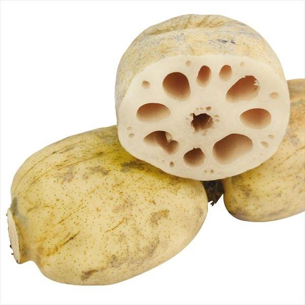 ●商品情報：シャキシャキとした食感で歯触りが魅力! 食味の評価が高い品種です。関東でよく栽培されており、ふしの数が多くて重量の、のりが良いのが特徴です。栽培しやすく病気にも強い金澄れんこんは全国的に普及してきています。●お届け状態：種レンコ...