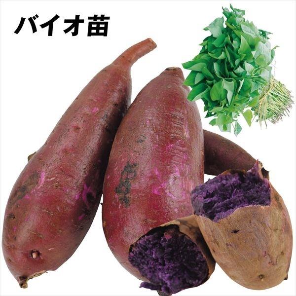 ●商品情報：「パープルスイートロード」より濃い紫肉色でしっとりとし、甘さや食感が優れています。糖度は「べにはるか」と同程度！蒸し芋や焼き芋にオススメです。●お届け状態：イモヅル●性質：やや粘質●備考：ご注文の早い方から、5月下旬より順次発送...