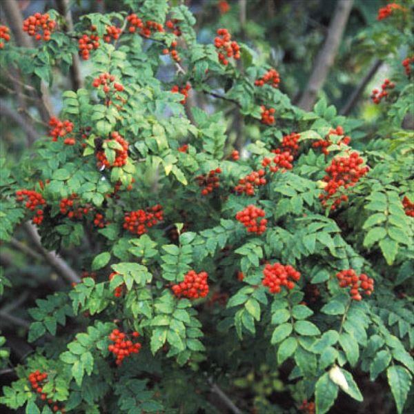 ●商品情報：実付き抜群で大粒になる人気品種。1本で実ります。山椒の木。●お届け状態：ポット苗●分類：落葉低木●収穫期：3〜10月●日照条件：日なた●耐寒性：強