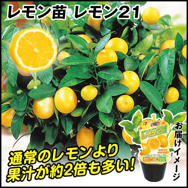 有用植物苗 レモン レモン21 2株 / 檸檬 レモンの苗 れもんの 有用植物苗 レモン レモン21 2株 / 檸檬 レモンの苗 れもんの
