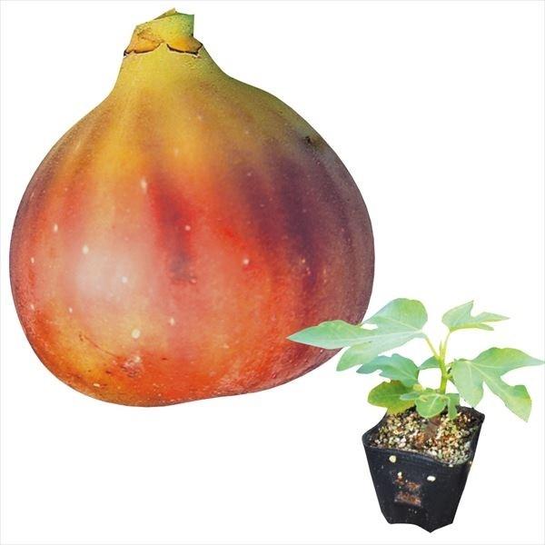 ●商品情報：皮ごと食べられる高糖度秋果専用種。甘く香りの良い果重５０〜１００ｇの果実となります。●お届け状態：ポット苗●分類：落葉樹●収穫期(約)：8〜9月●日照：日なた・半日影●耐寒性：中