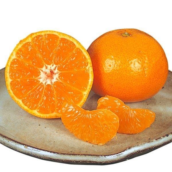 ●商品情報：糖度13〜16度、コクが深くて美味! 浮皮になりにくい。長崎で生まれた旨いみかん。●お届け状態：接木１年生根巻苗●分類：常緑樹●実の収穫期(約)：１１月下旬〜●生長後の樹高(約)：2.5〜3m●耐寒性：中●日照条件：日なた●栽培...