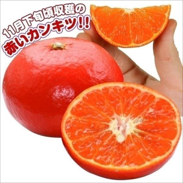 ●商品情報：年内に収穫可能な早生交配みかん! 赤橙色の果皮は手で容易に向け、「アンコール」の香りが広がります。糖度約12度と高く、酸味が少ないのでとっても甘くて美味! さらにほぼ種なしでじょうのうも薄く食べやすい! 枝のトゲは短くて少なく、...