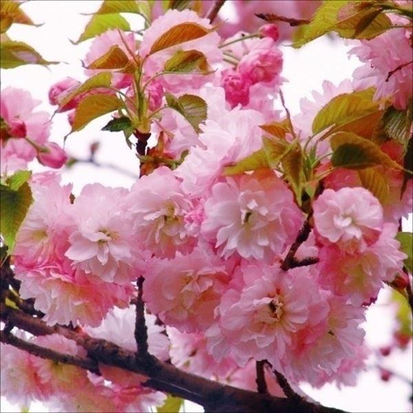 ●商品情報：最大花径6cm! 花弁数が50〜60枚と大変多く、迫力満点の桜。●お届け状態：接木1年生根巻苗※上部を切り戻した状態でのお届けになる場合があります。●分類：落葉樹●開花期(約)：4月下旬〜●花径：大輪●生長後の樹高(約)：3〜8...