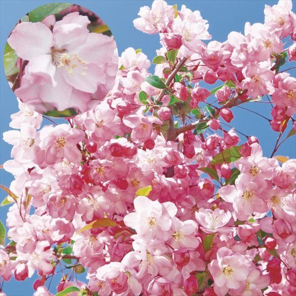 商品情報ハナカイドウは、枝を埋めつくさんばかりに可愛い桃花を咲かせます。性質強健で育てやすい。お届け状態接木2年生12cmポット苗分類落葉樹開花期4〜5月生長後の樹高(約)3〜7m日照日なた耐寒性強用途庭・鉢