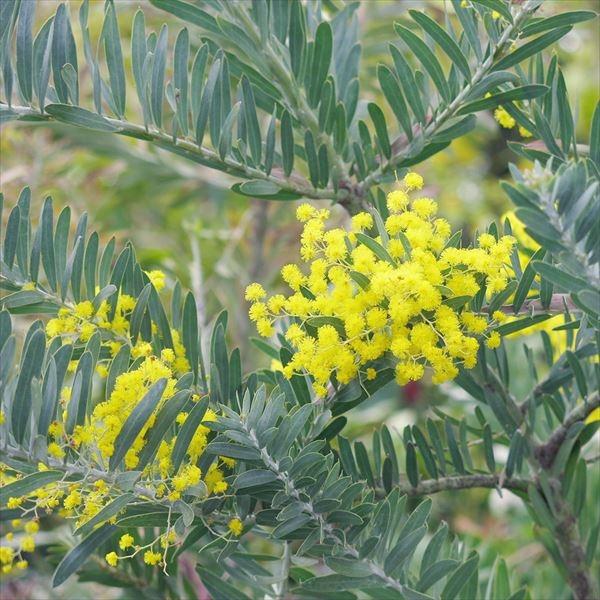 ●商品情報：美しいシルバーブルーの葉が特徴のアカシア。春には枝一面にかわいい黄色の花を咲かせます。●お届け状態：13.5cmポット苗●分類：常緑樹●生長後の樹高：4〜10m●開花期：3〜4月●日照：日なた●耐寒性：中●栽培適地：庭・鉢・切枝