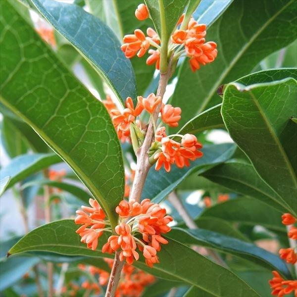 ●商品情報：育てやすく丈夫な樹木で、秋に素敵な香りを放つことで人気のある花木です。通常の金木犀より香りが強く、濃橙色の花を数多く咲かせ、紅花キンモクセイとも呼ばれています。●お届け状態：15cmポット苗●分類：常緑樹●開花期：9〜10月●生...