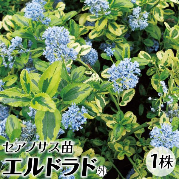 ●商品情報：「エルドラド(黄金)」の名前通り見事な黄金色の斑入りセアノサス!爽やかな青花とのコントラストも美しい。※高温多湿に弱いので注意●お届け状態：12cmポット苗●分類：常緑樹●開花期：5〜6月●生長後の樹高(約)：1〜2m●日照：日...