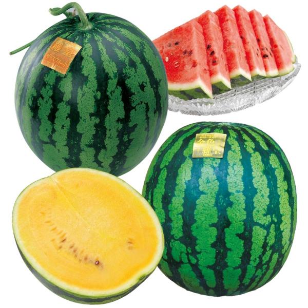 ●セット内容接木野菜苗 大玉スイカ 接木F1羅皇ザ・スウィート 2株接木野菜苗 大玉スイカ 接木F1金色羅皇 2株