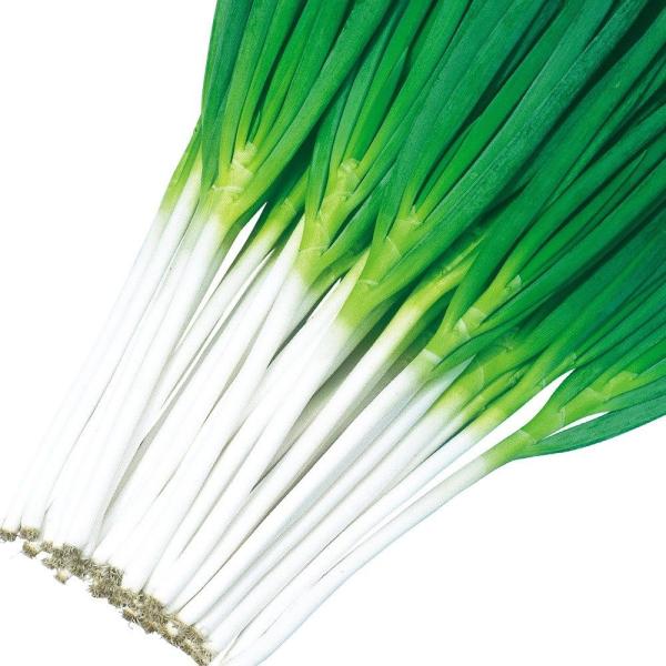 ●商品情報：肉質軟らかく美味しいネギ。光沢のある純一本葱で耐暑性に優れます。●軟白部（約）：40cm●お届け状態：種子●入り数の目安：10mlあたり約1000〜1500粒入り※品種により差があります。●発芽適温：20℃前後※発芽させるには播...