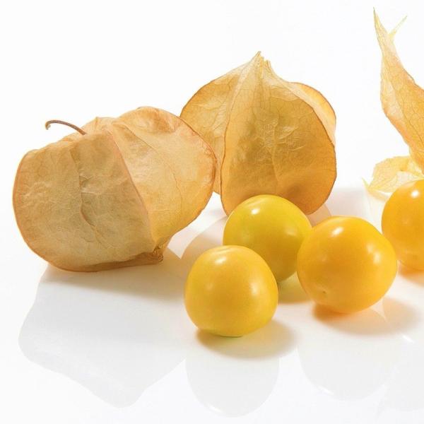 ●商品情報：完熟果の香りはまるでマンゴーのような美味食用ホオズキ。着果性に優れ、節成りで多収性。●お届け状態：種子●備考：播種や植え付け後の栽培条件、天候等によりその結果が異なることがありますが、弊社の責と考えられる結果不良の責めはお買い上...