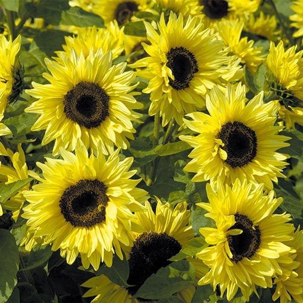 華やかな花姿●商品情報：全国で栽培可能な1年草。育てやすく、夏の花壇の主役に相応しい。低草丈の八重咲き。●お届け状態：種●分類：1年草●花期：7〜9月●草丈：80cm ※種子の粒数はおおよその目安を記載しております。実際の粒数とは多少差異が...