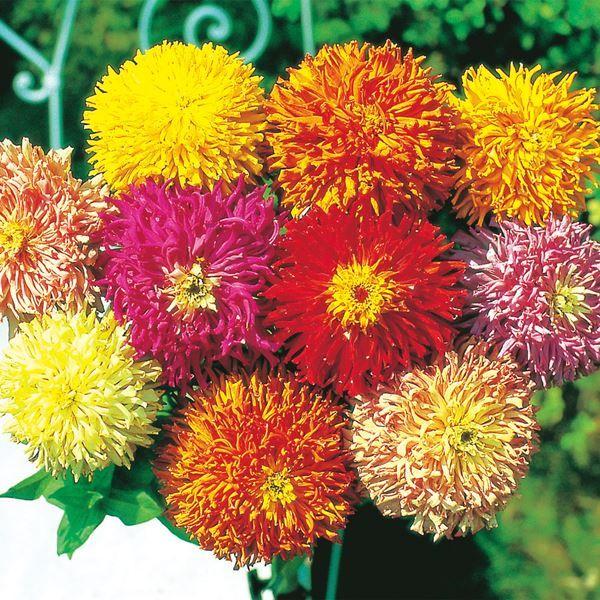 ●商品情報：全国で栽培可能!栽培簡単で生育が早く、開花期間が長い。花持ち良く、庭植えでも、切花にしても十分に楽しめます。※栽培環境により一重咲きになる場合があります。●お届け状態：種●分類：1年草●花期(約)：7〜10月●草丈(約)：90c...