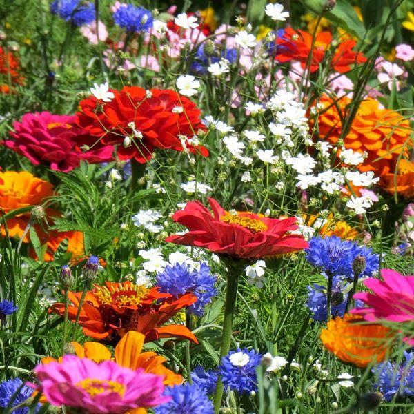 ●商品情報：季節のお花のミックス！   ●お届け状態： 種   ●草丈：40〜100cm(植物により異なります。)   ●発芽適温：18〜24℃(植物により異なります。)   ●備考：播種や植え付け後の栽培条件、天候等によりその結果が異なる...