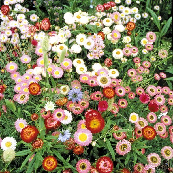 ●商品情報：アレンジを楽しもう！ドライフラワーにぴったりのミックスです。   ●お届け状態： 種   ●草丈：40〜100cm(植物により異なります。)   ●発芽適温：18〜24℃(植物により異なります。)●備考：※種子の粒数はおおよその...