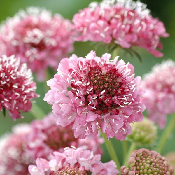 ●商品情報：ステキな花色・花姿●お届け状態：種●分類：1年草●花期(約)：6〜7月●草丈(約)：60cm●備考：※種子の粒数はおおよその目安を記載しております。実際の粒数とは多少差異がありますのでご了承下さい。また、粒の形状・大きさは、採種...