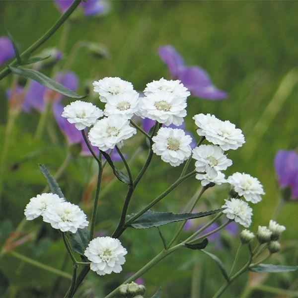 ●商品情報：可愛らしい花が魅力的●お届け状態：種●分類：多年草●花期(約)：6〜9月●草丈(約)：50cm●備考：※種子の粒数はおおよその目安を記載しております。実際の粒数とは多少差異がありますのでご了承下さい。また、粒の形状・大きさは、採...