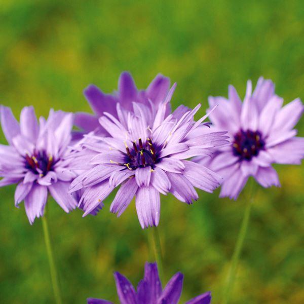 ●商品情報：切り花にも最適の美しいブルーの花●お届け状態：種●分類：多年草●花期(約)：7〜9月●草丈(約)：60cm●備考：※種子の粒数はおおよその目安を記載しております。実際の粒数とは多少差異がありますのでご了承下さい。また、粒の形状・...