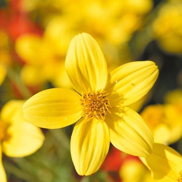 ●商品情報：ビビットなイエローが目を惹く!!●お届け状態：種●分類：多年草●花期(約)：5〜11月●草丈(約)：60cm●備考：※種子の粒数はおおよその目安を記載しております。実際の粒数とは多少差異がありますのでご了承下さい。また、粒の形状...