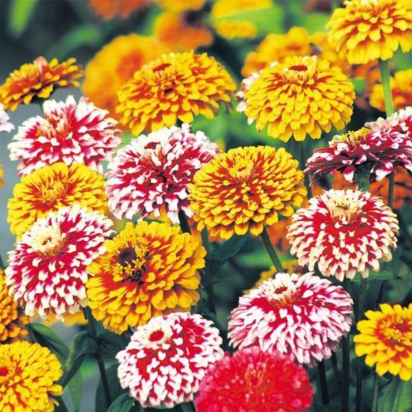 ●商品情報：鮮赤色花弁の先端が白い「マズルキア」と、赤地に弁先が黄色い「マカレニア」の混合。花壇の縁取りでも切花でも印象的に使えます。花径7〜10cmの大輪花。※栽培環境により一重咲きになる場合があります。●お届け状態：種●分類：1年草●花...