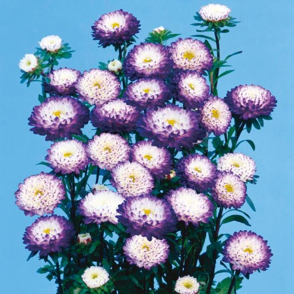 ●商品情報：松本アスターシリーズから最新品種登場!!   ●お届け状態：種子   ●分類：1年草   ●開花期(約)：7〜8月   ●草丈(約)：70〜80cm●発芽適温(約)：15〜25℃   ●備考・ご注意：※種子の粒数はおおよその目安...