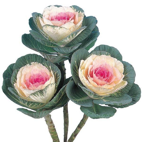 ●商品情報：日の丸タイプで黄白色の中心部が鮮明な桃紅色になります。●分類：1年草●観賞期：12〜3月●草丈：-●播種適温：15〜20℃●用途：庭・鉢・切花●備考：播種適期は７月下旬〜８月上旬ですので届き次第すぐに播種し、涼しく管理してくださ...