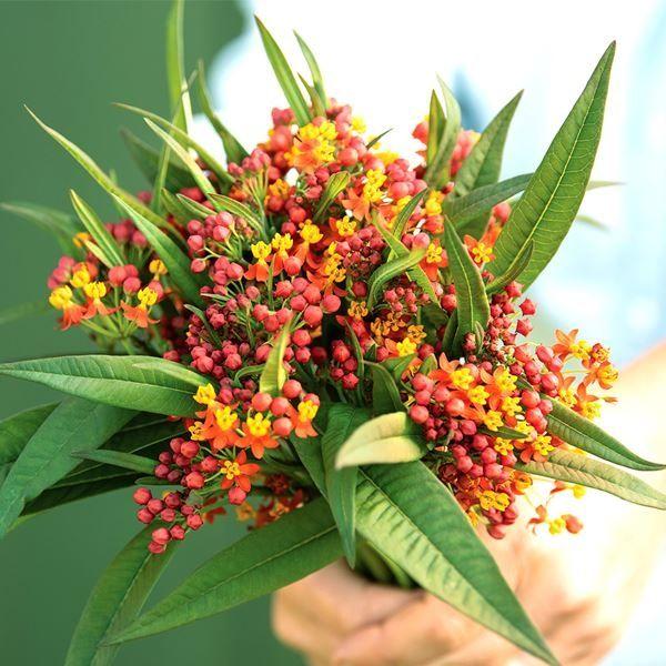 ●商品情報：ユニークな花形が魅力で、蕾も花も可愛い切花向き多年草です。地植えでも越冬する耐寒性タイプで育てやすい。●発芽適温：20℃●開花時期：6〜9月●草丈：100cm●分類：多年草●用途：庭・鉢・切花●備考：※種子の粒数はおおよその目安...