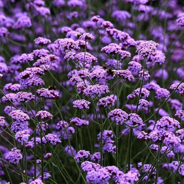 ●商品情報：従来の品種よりもコンパクトにまとまり育てやすい。美しい青紫の花弁は長期間観賞可能! 耐暑性抜群で、乾燥にも強い！●発芽適温：20〜25℃●開花時期：初夏〜晩秋●草丈：75cm●分類：多年草●用途：庭・鉢・切花●備考：※種子の粒数...