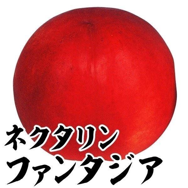 ●商品情報：果重約350ｇ。糖度約14度と甘い。裂果しにくく、栽培容易なネクタリン。●お届け状態：接木1年生根巻苗●種別：落葉樹●収穫期：9月上旬●日照条件：日なた●耐寒性：強●栽培適地：庭・鉢●栽培のポイント：1本で実る