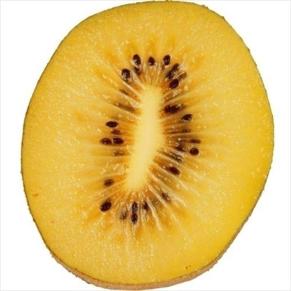 ●商品情報：糖度約16度と甘く濃厚な味わいのゴールデンキウイ。果重約120g。●お届け状態：接木1年生根巻苗●分類：つる性落葉樹●実の収穫時期(約)：10月下旬〜●日照：日なた●耐寒性：中●栽培適地：庭・鉢●栽培ポイント：樹上完熟する黄肉用...